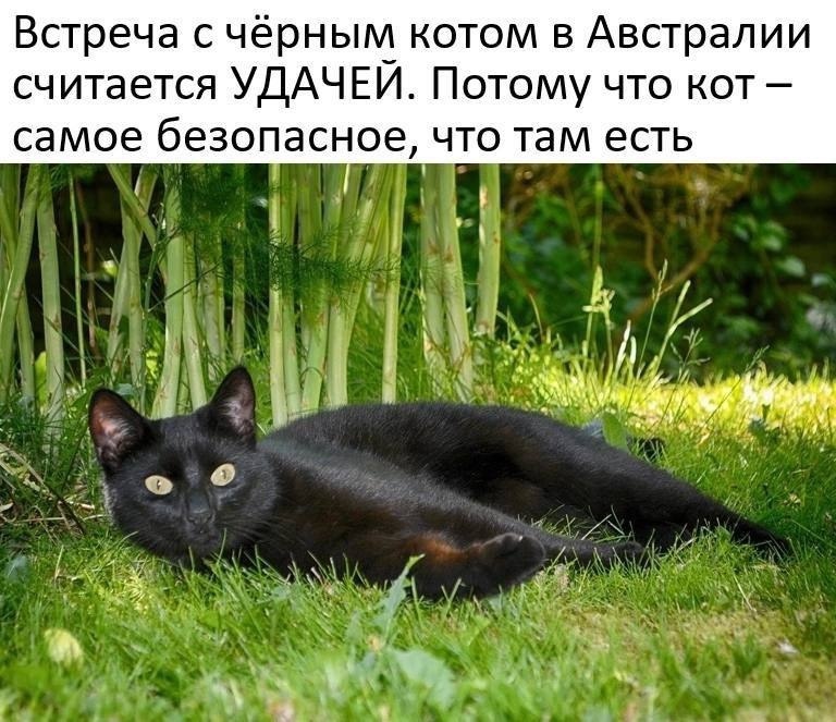 кот в австралии